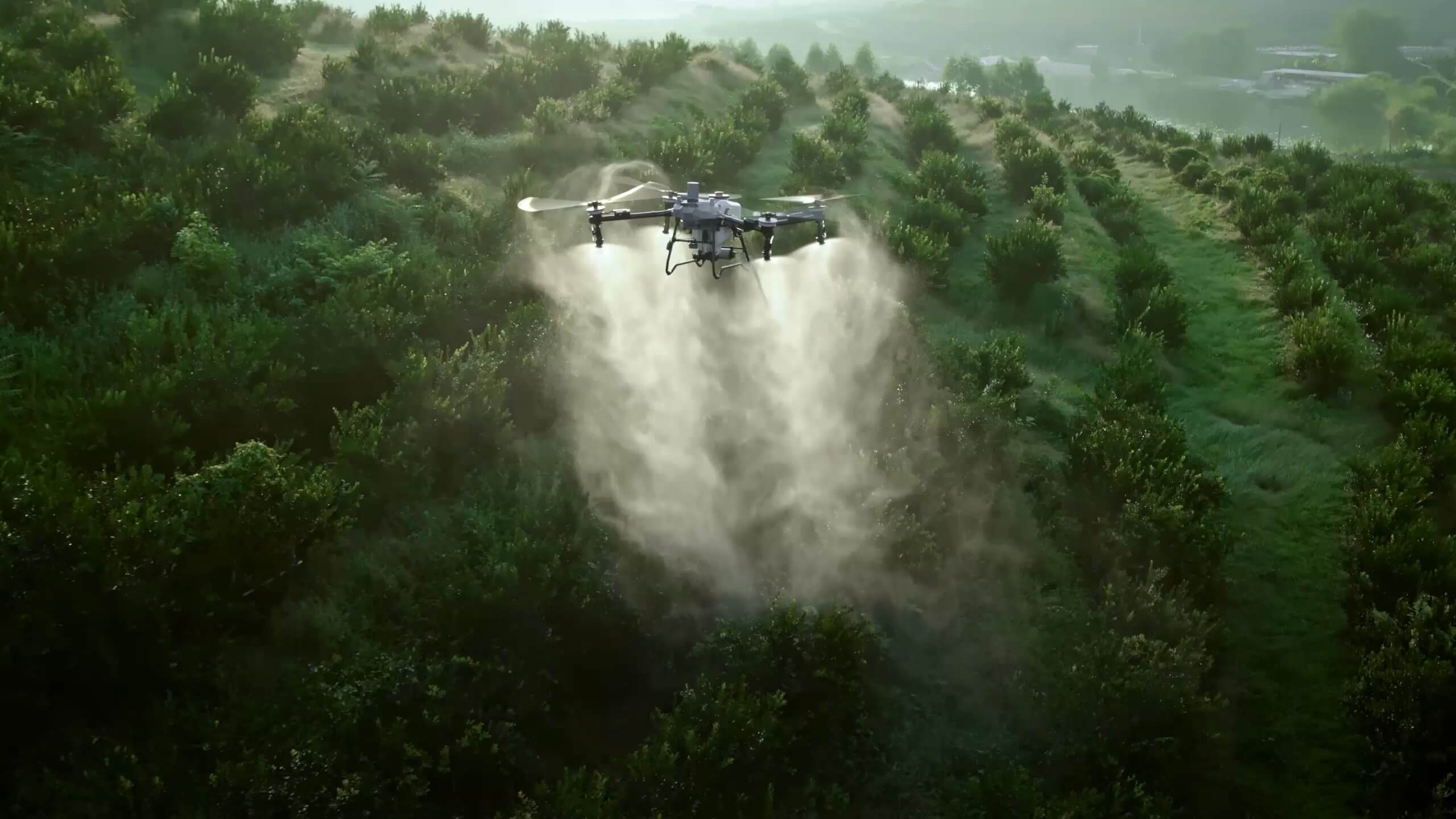 DJI AGRAS T70P aplicando un tratamiento en frutales